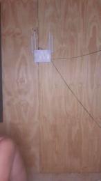 pibetigrexxx webcam model stream image