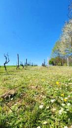 Legtiste webcam model stream image