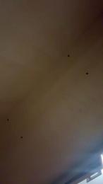 Cecilialion webcam model stream image