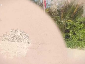 Taanni webcam model stream image