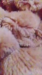 Lasalope91 webcam cam4 model stream image