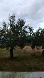 Vista previa de Geusii