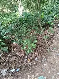 UrsoBissexualPauGrosso webcam model stream image