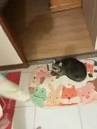 ladypaggy webcam model stream image