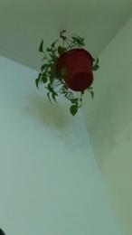 morenitopollon3 webcam cam4 model stream image