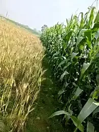 YOUR-LOVER-2 webcam stripchat model stream image