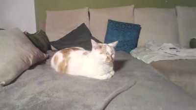 toronto81 webcam model stream image