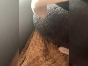 Anchelikaaa webcam bongacams model stream image