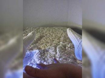 Piff_Pawlady webcam model stream image