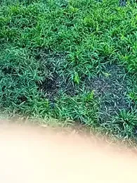 traidamasia webcam stripchat model stream image