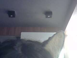 skinnykittencam webcam model stream image