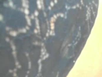 karissia_ webcam model stream image