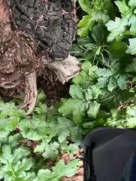 curcuro webcam stripchat model stream image