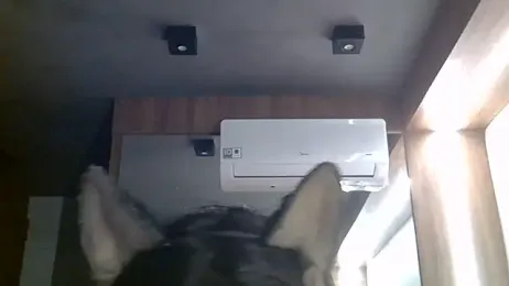 SkinnyKitten webcam model stream image