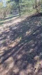 RUSbiNN webcam model stream image