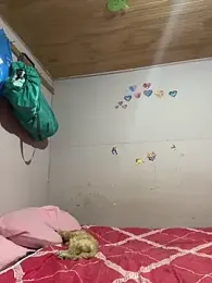 kiittyselenita webcam model stream image