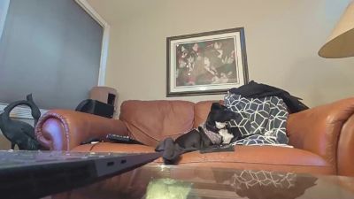 Beardedveteran webcam model stream image