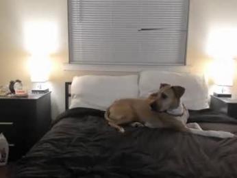 bridgetblack666 chaturbate stream image