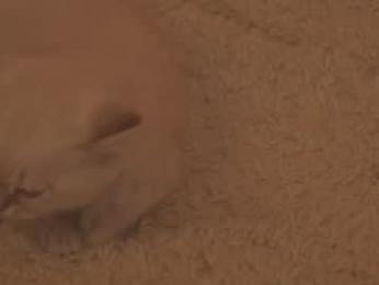 sunny_maria chaturbate stream image, 28.03.2026 20:40