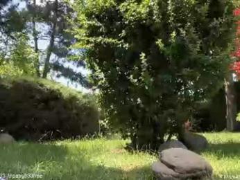 patry333 chaturbate stream image, 16.06.2026 05:20