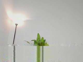 irisallen camsoda stream image, 13.03.2025 13:40